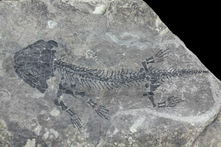 Discosauriscus (Early Permian Reptiliomorph) #76377